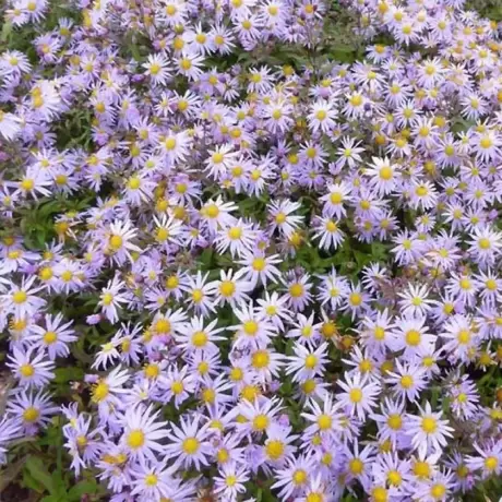 Aster Eleven Purple