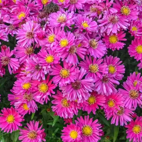 Aster Island Bahamas