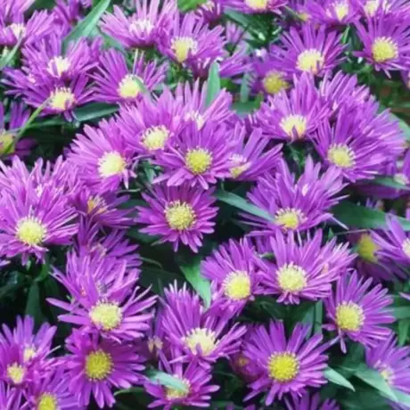 Aster Island Samoa