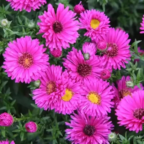Aster Jenny