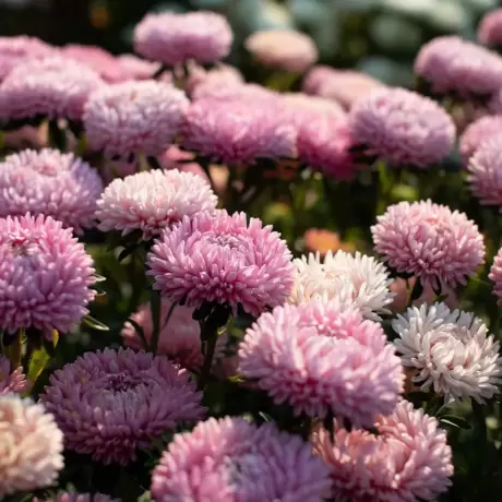Aster Lady Coral
