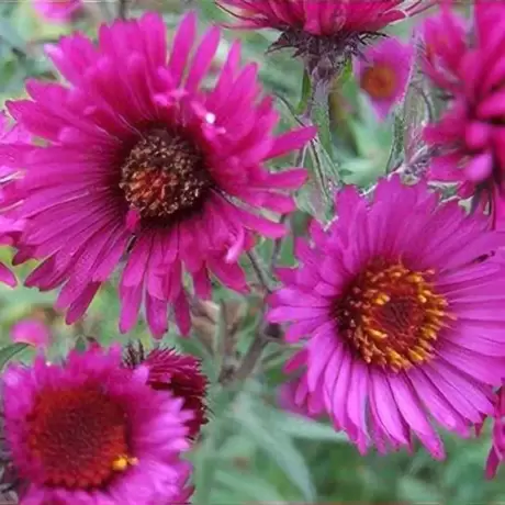 Aster Lou Williams