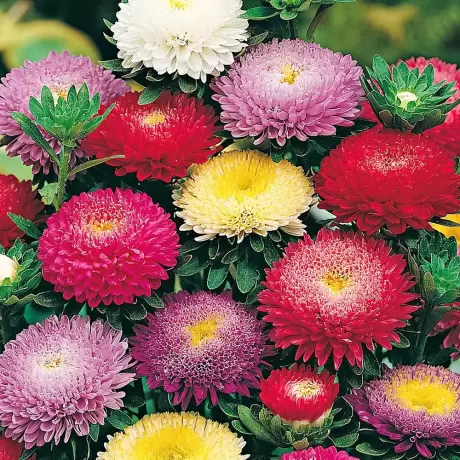 Aster Mix