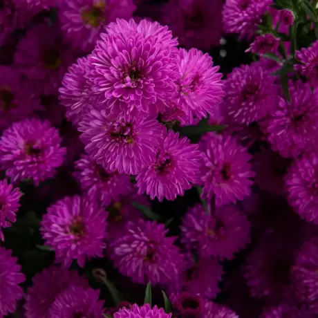 Aster Pink