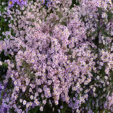 Aster Pink Cloud