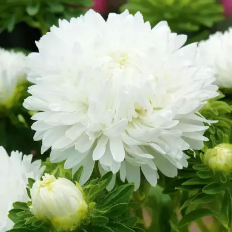 Aster Poornima