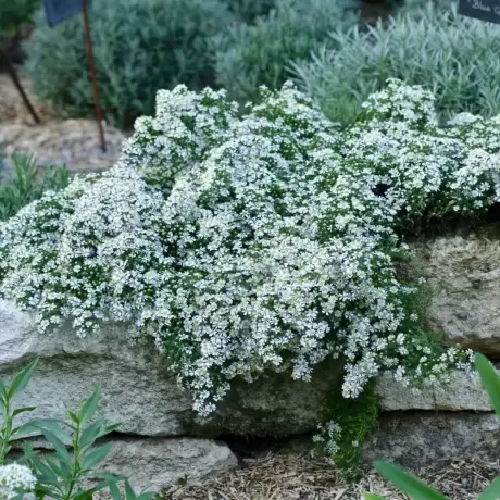 Aster Snow Flurry