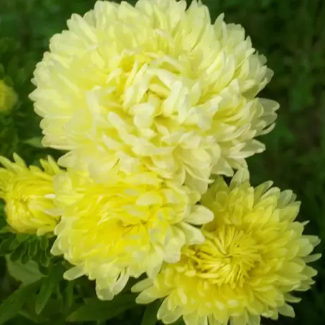 Aster Yellow