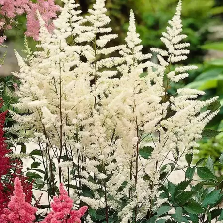 Astilbe Albe