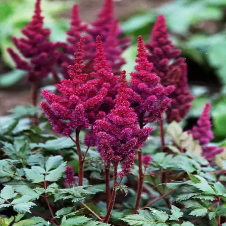 Astilbe Little Vision Purple