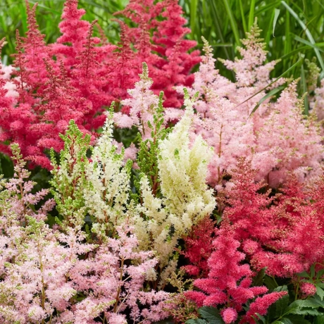 Astilbe Mix