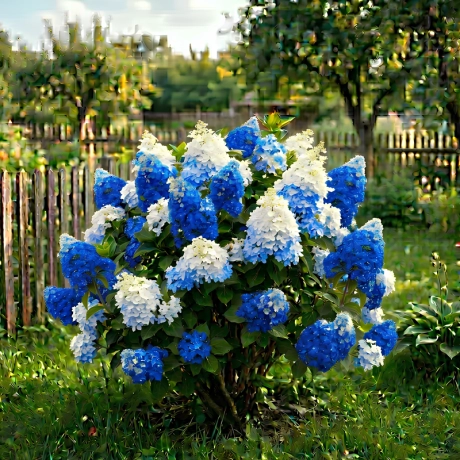 Hortensia Paniculata - Bicolor Azure Snowflake