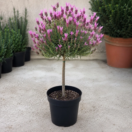 Lavanda Pomisor Roz la Ghiveci