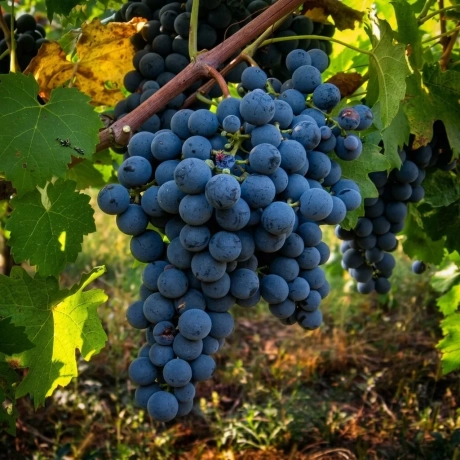 Vita de vie Regent la Ghiveci