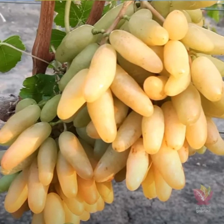 Vita De Vie Banana - La Ghiveci