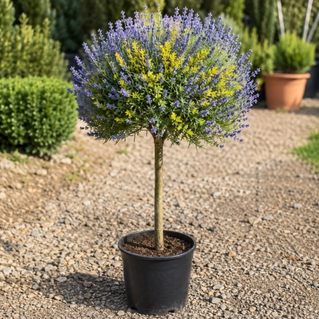 Lavanda Pomisor Altoita - Albastru si Galben