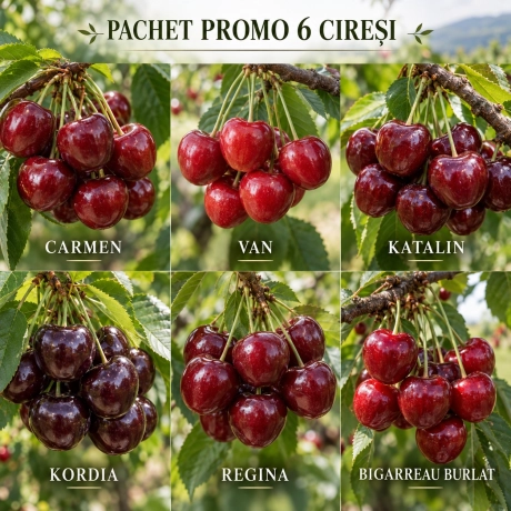 Pachet Promo - 6 Ciresi Columnari Premium