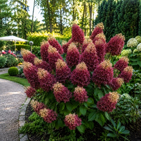 Hortensia Paniculata - Bordo Gold
