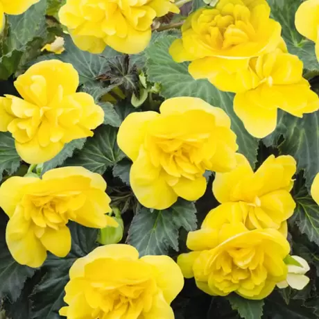 Bulbi de Begonie Double Yellow