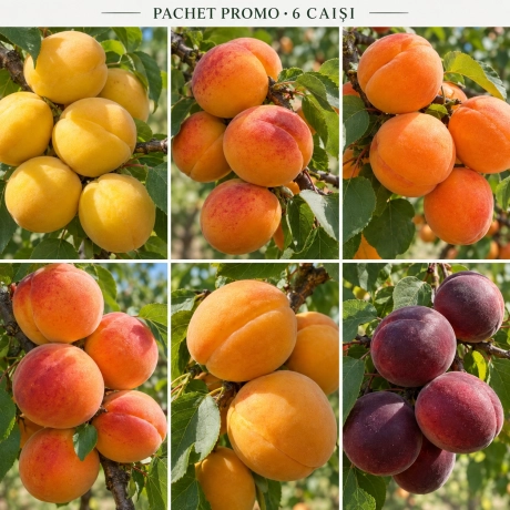 Pachet Promo - 6 Pruni Columnari Premium