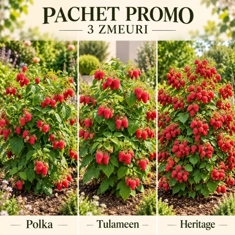 Pachet Promo „Deliciul Grădinii” – 3 Zmeuri: Polka, Tulameen și Heritage