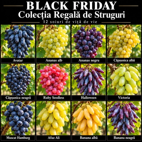 Pachet Black Friday „Colecția Regală de Struguri” – 12 soiuri de viță de vie