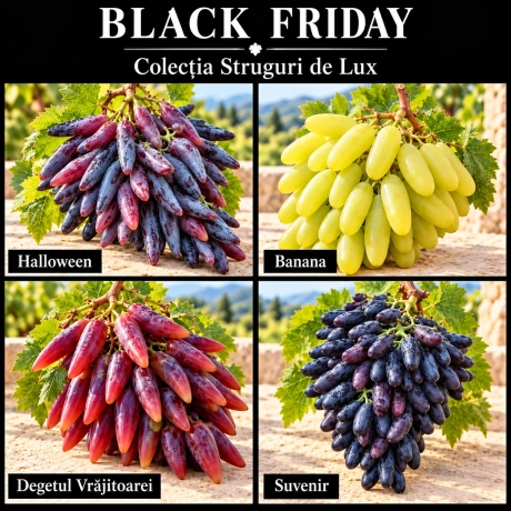 Pachet Black Friday – Colecția Struguri de Lux, 4 soiuri de viță-de-vie