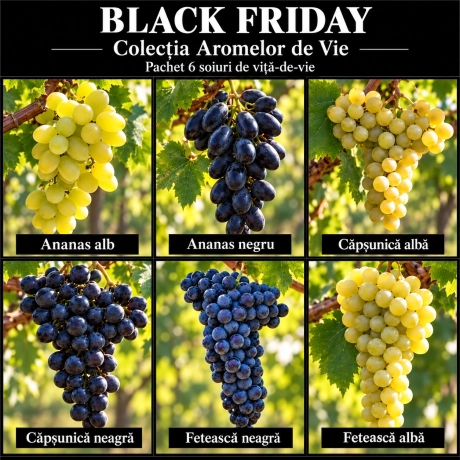 Pachet Black Friday – Colecția Aromelor de Vie – 6 soiuri de viță de vie