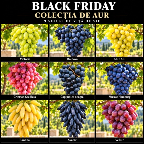Pachet Black Friday „Colecția de Aur” – 9 soiuri de viță de vie