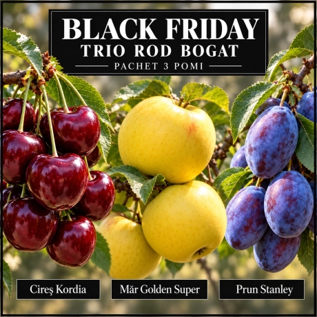 Pachet Black Friday „Trio Rod Bogat” – 3 pomi fructiferi