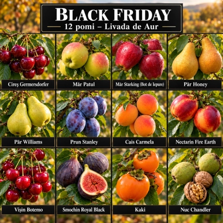 Pachet Black Friday – 12 pomi fructiferi „Livada de Aur”