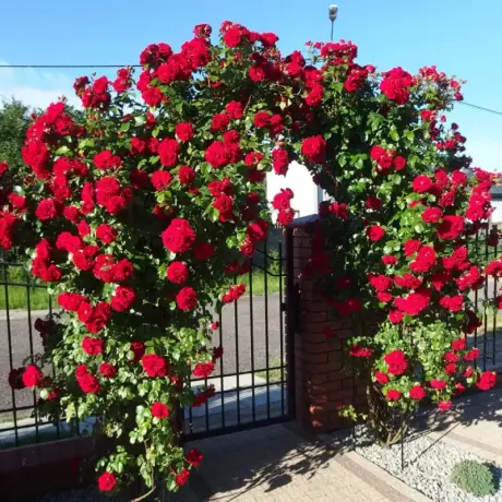 Trandafir urcator Black Prince – Anul 4 – Radacina Impachetata