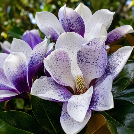 Magnolia grandiflora „Violet Blue Fantasy'' la Ghiveci