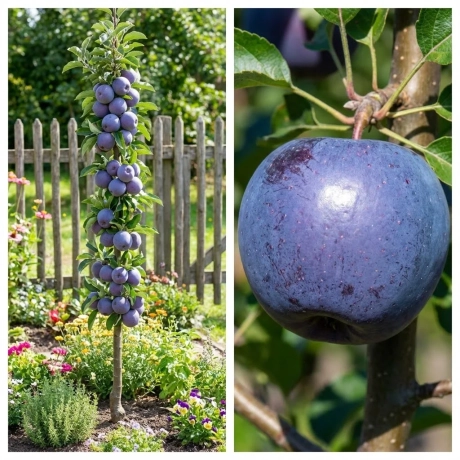 Pom Fructifer - Mar Columnar Blue Moon - Anul 4 cu Radacina Nuda