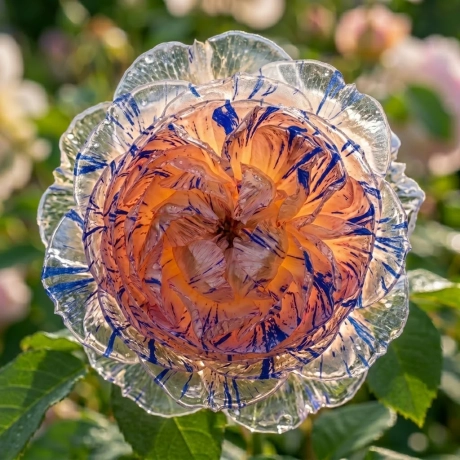 Trandafir Tufa Medusa - Blue