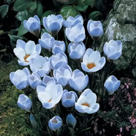 Bulbi de Brândușe Blue Pearl
