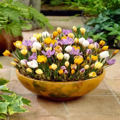 Bulbi de Branduse Botanical Crocus Mix