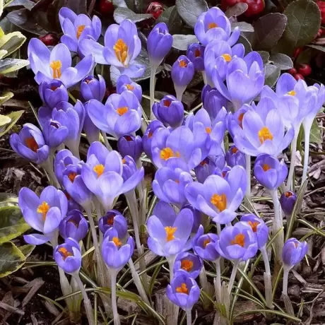 Bulbi de Branduse Barrs Purple