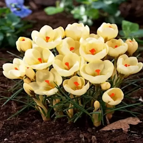 Bulbi de Brândușe Cream Beauty