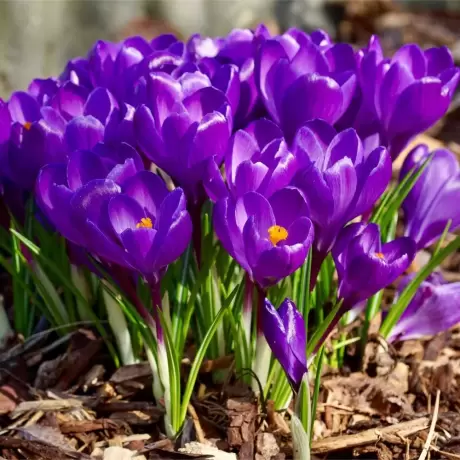 Bulbi de Branduse Flower Record