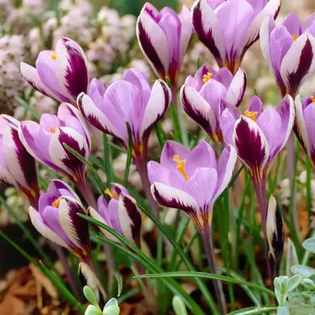 Bulbi de Branduse Colchicum