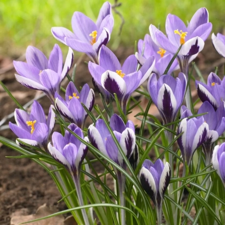 Bulbi de Branduse Spring Beauty