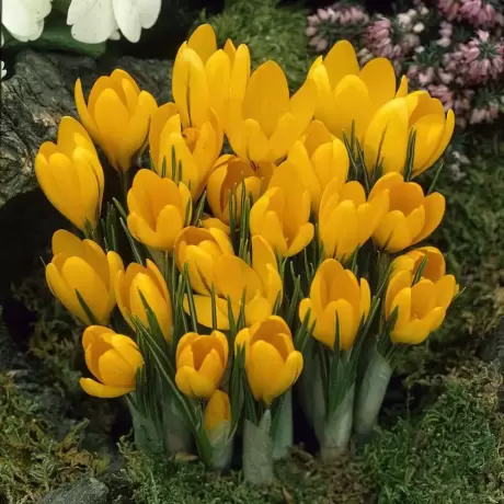 Bulbi de Brândușe Yellow Mmmouth