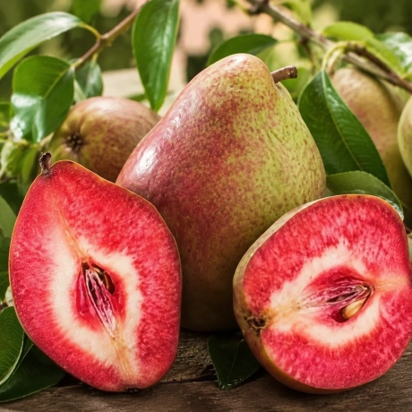 Pom Frucrifer - Păr Busuioace Cu Miez Rosu - Perioada Coacere Medie