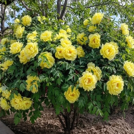 Bujor Arbustiv Lemon Meringue Galben - La Ghiveci