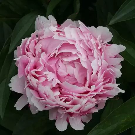 Rizomi de Bujor Lady Alexandra Duff