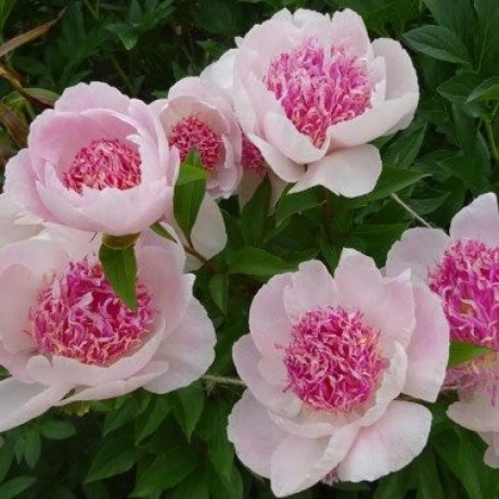 Rizomi de Bujor Bicolor Pink