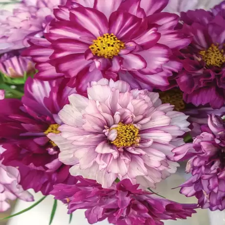 Rizomi de Bujor Bicolor Violet
