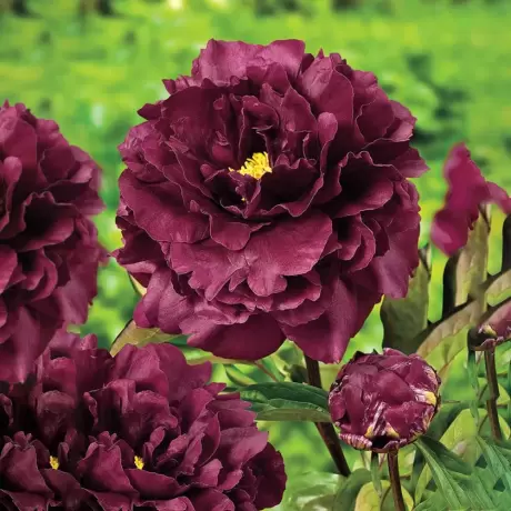 Rizomi de Bujor Black Beauty