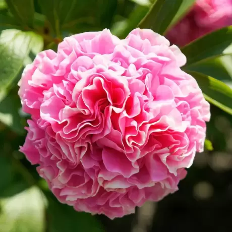Rizomi de Bujor Carnation Bouquet